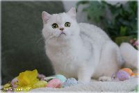 /gigi