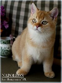 /napoleon