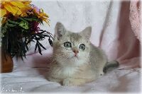 /rascal