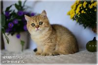 /hermiona