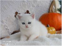/aladin