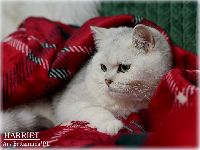 /harriet