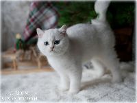 /aladin