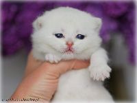 /gigi