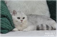 /harriet