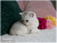 /migotka