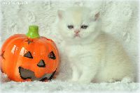 /harriet