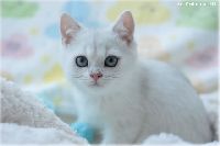 /karol