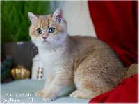 /baltazar