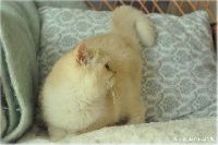 /harriet