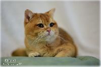 /diego