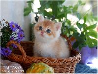 /baltazar