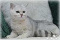 /harriet