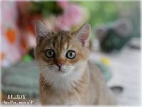 /teddy
