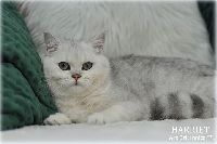 /harriet