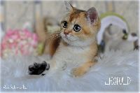 /leopold