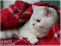 /harriet