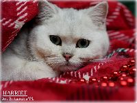 /harriet