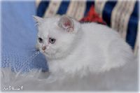 /opal