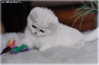 /ivory