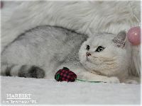 /harriet