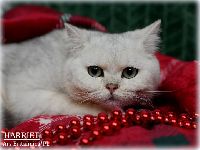 /harriet