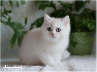 /marcepan