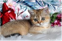 /ella