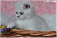 /ivory