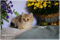 /hermiona