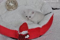 /gigi