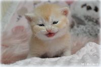 /toffie