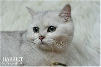 /harriet