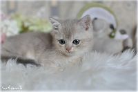 /rascal