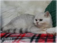 /harriet
