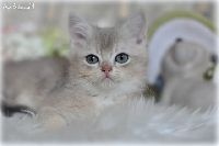 /rascal