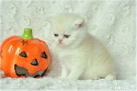 /harriet