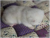 /gigi