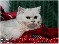 /harriet