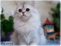 /markiza