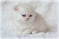 /harriet