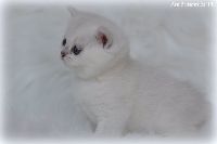 /ivory