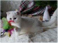 /aladin