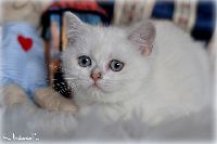/opal