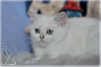 /opal