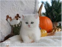 /albus
