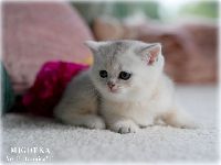 /migotka