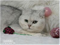 /harriet