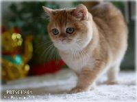 /princessa