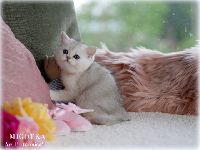 /migotka